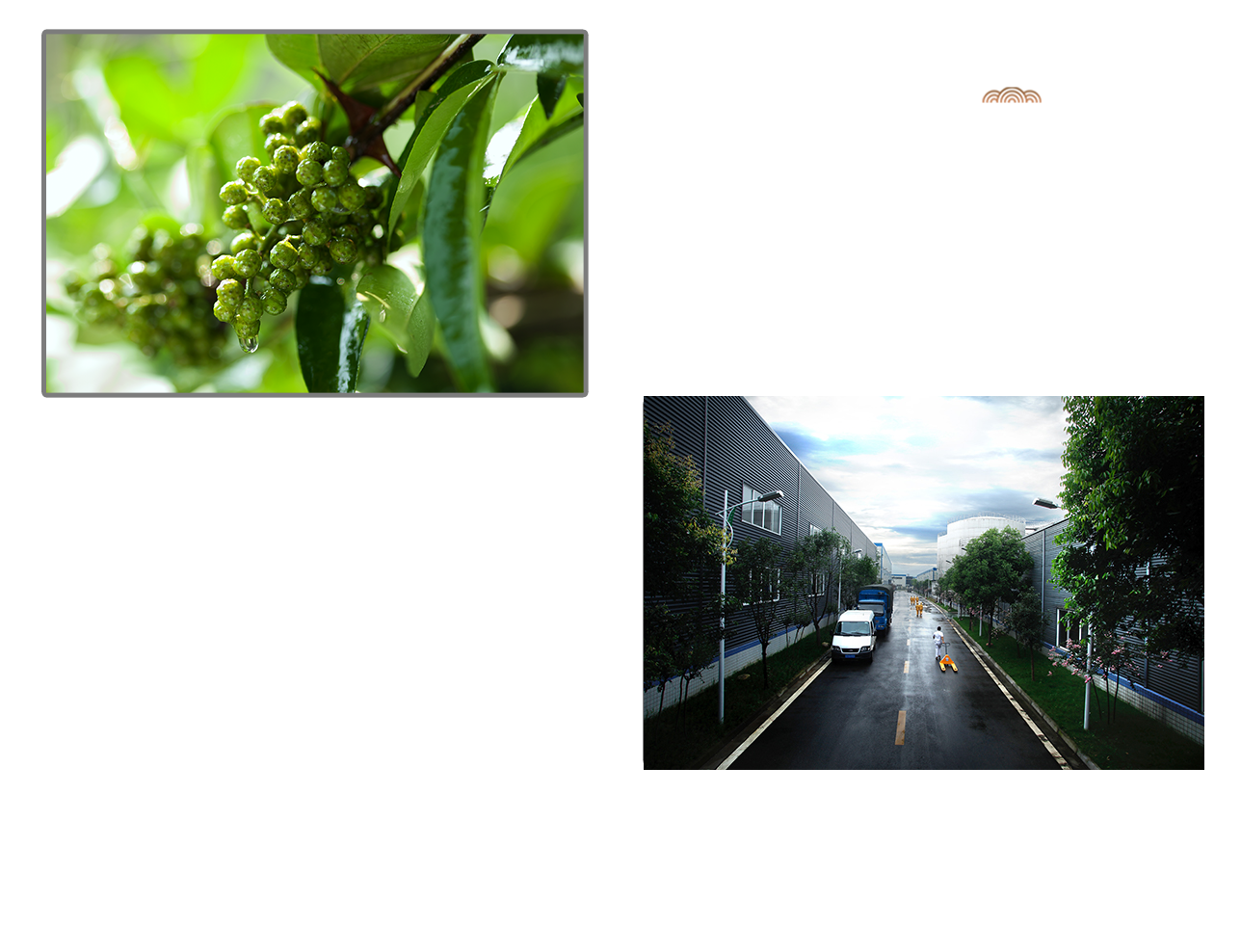 英文版品牌文化.png